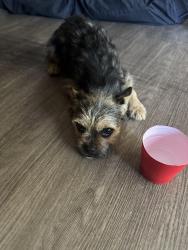 Found/Stray Female Dog last seen Maclay, San Fernando, CA 91340