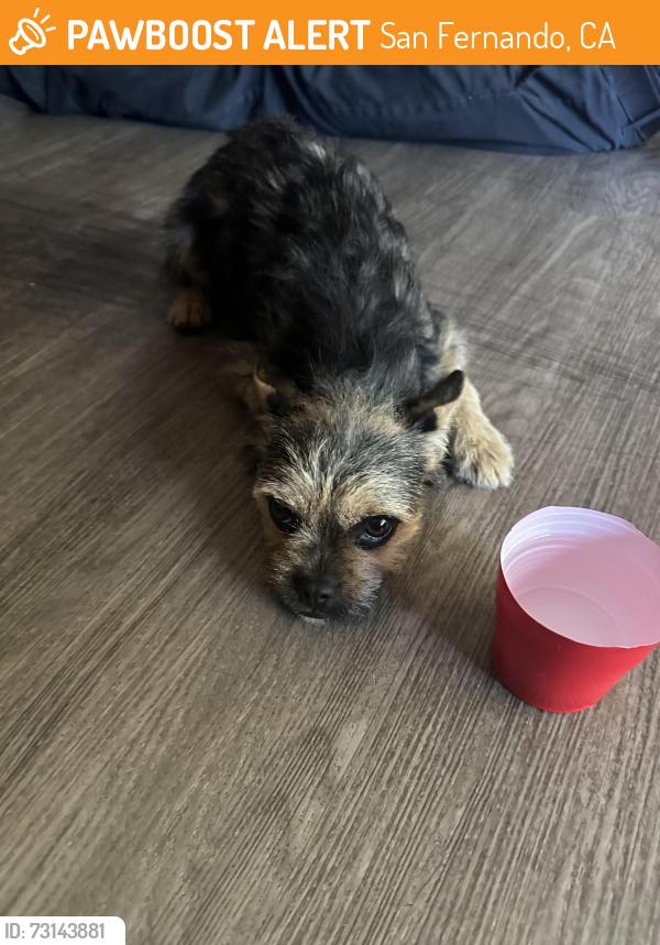 Found/Stray Female Dog last seen Maclay, San Fernando, CA 91340