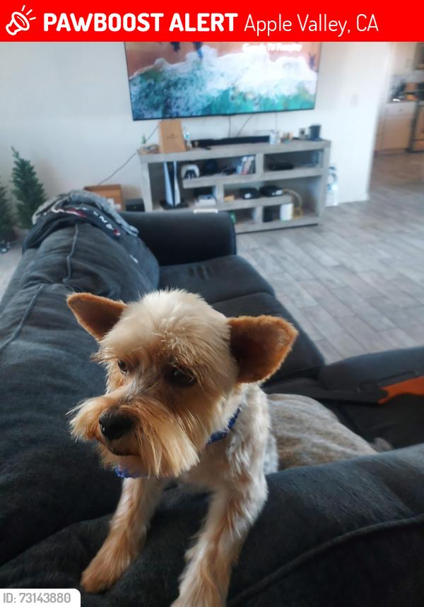 Lost Male Dog last seen Hwy 18, Apple Valley, CA 92307