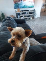 Lost Male Dog last seen Hwy 18, Apple Valley, CA 92307