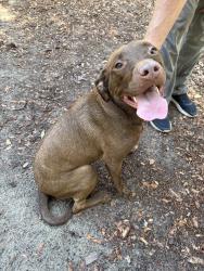 Found/Stray Female Dog last seen Julington Creed Rd and Del Rio Dr, Jacksonville, FL 32258
