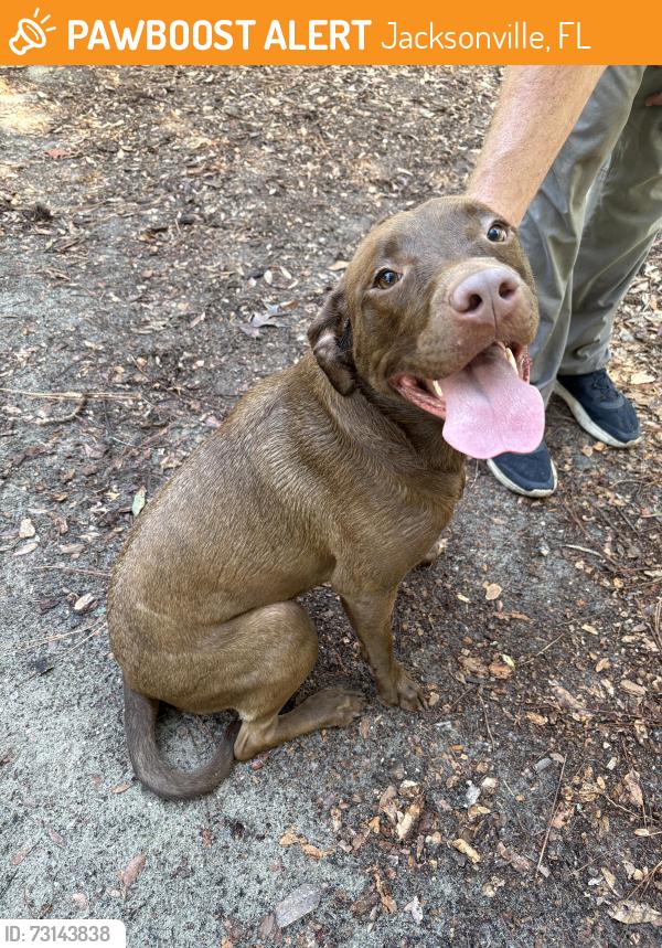 Found/Stray Female Dog last seen Julington Creed Rd and Del Rio Dr, Jacksonville, FL 32258