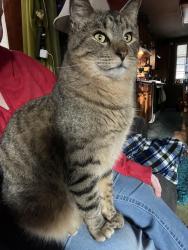 Lost Male Cat last seen 47th and Swartz, Kansas City, KS 66106
