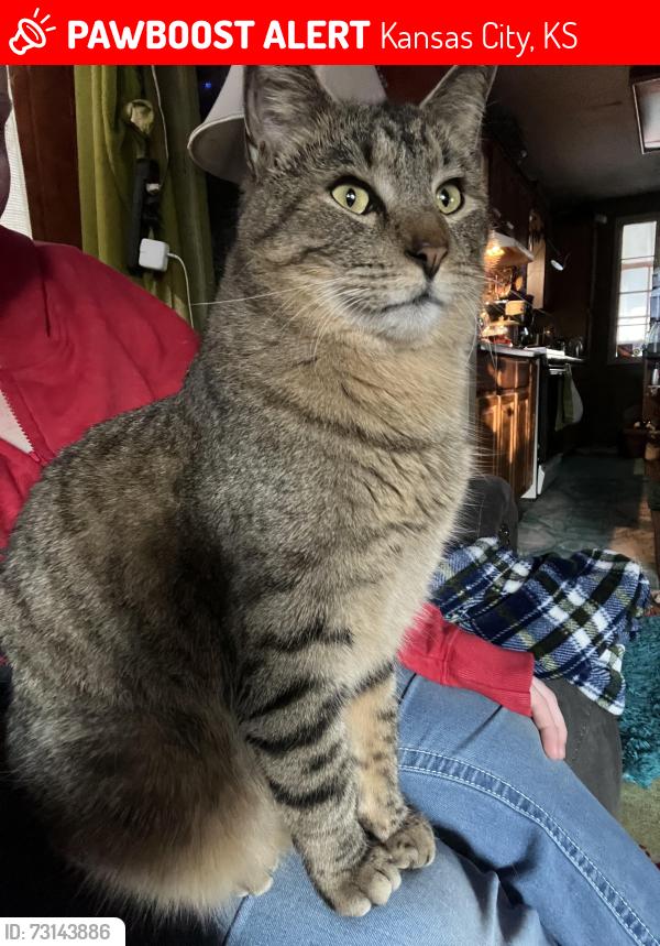 Lost Male Cat last seen 47th and Swartz, Kansas City, KS 66106