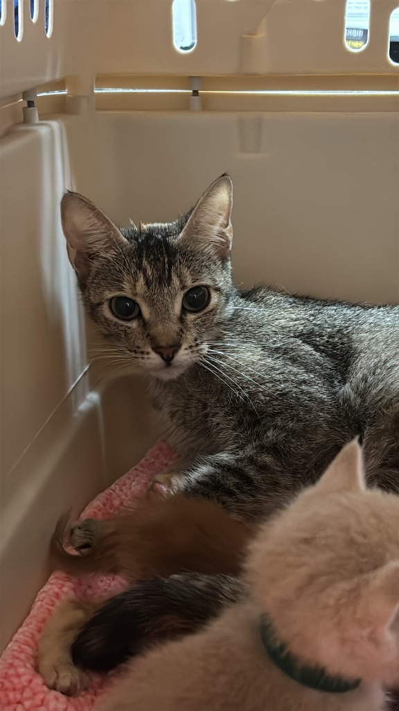 Shelter Stray Female Cat last seen Bexar County, 3353 Morningside Dr, New Braunfels, TX 78132, USA