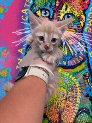 Shelter Stray Male Cat last seen Bexar County, 3353 Morningside Dr, New Braunfels, TX 78132, USA