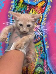 Shelter Stray Male Cat last seen Bexar County, 3353 Morningside Dr, New Braunfels, TX 78132, USA