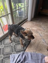 Reunited Male Dog last seen Indian Oaks Dr, Fayetteville , AR, Fayetteville, AR 72704