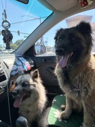 Reunited Female Dog last seen Rumble Rd, Modesto, CA 95355, USA, Modesto, CA 95355