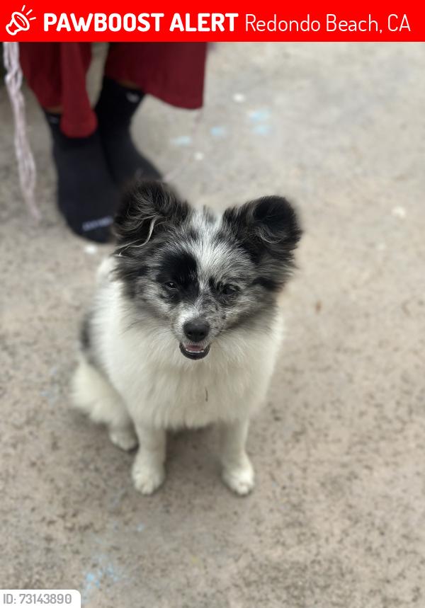 Lost Male Dog last seen Near s prospect ave, Redondo Beach, CA 90277