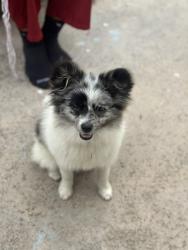 Lost Male Dog last seen Near s prospect ave, Redondo Beach, CA 90277