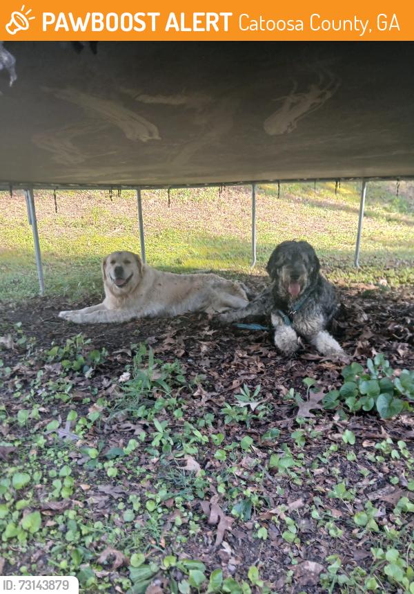 Found/Stray Unknown Dog last seen Jewels creek and Haggard rd, Catoosa County, GA 30736