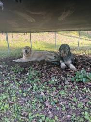 Found/Stray Unknown Dog last seen Jewels creek and Haggard rd, Catoosa County, GA 30736