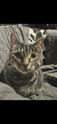 Lost Female Cat last seen Crestwood ave, Somerville, NJ 08876
