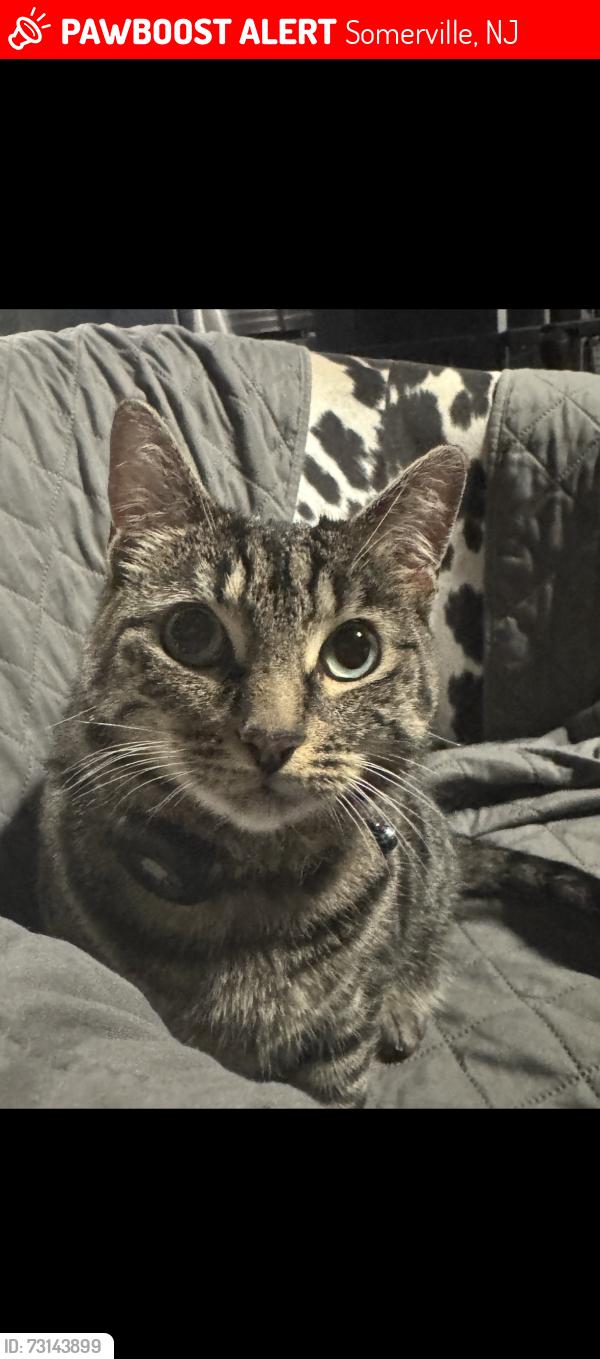 Lost Female Cat last seen Crestwood ave, Somerville, NJ 08876