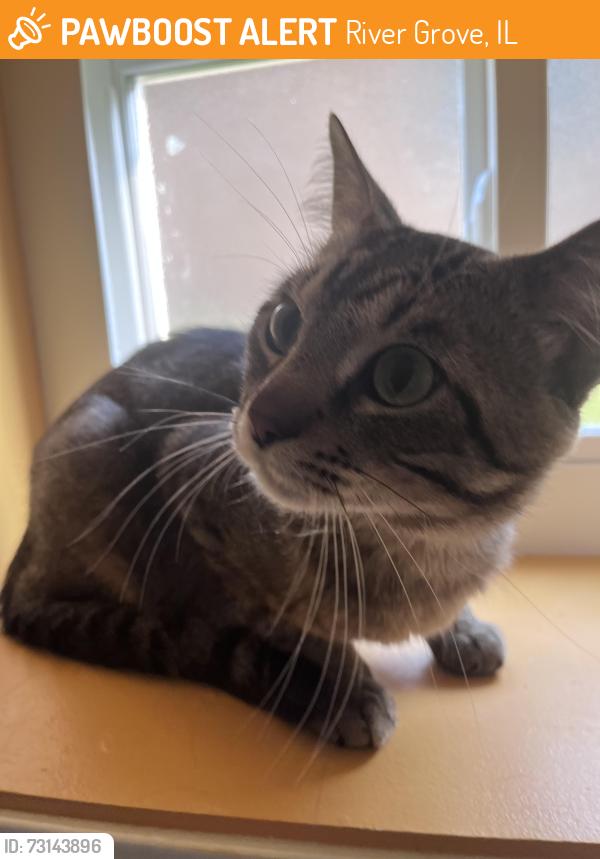 Found/Stray Male Cat last seen Thatcher and Belmont, River Grove, IL 60171