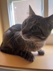 Found/Stray Male Cat last seen Thatcher and Belmont, River Grove, IL 60171
