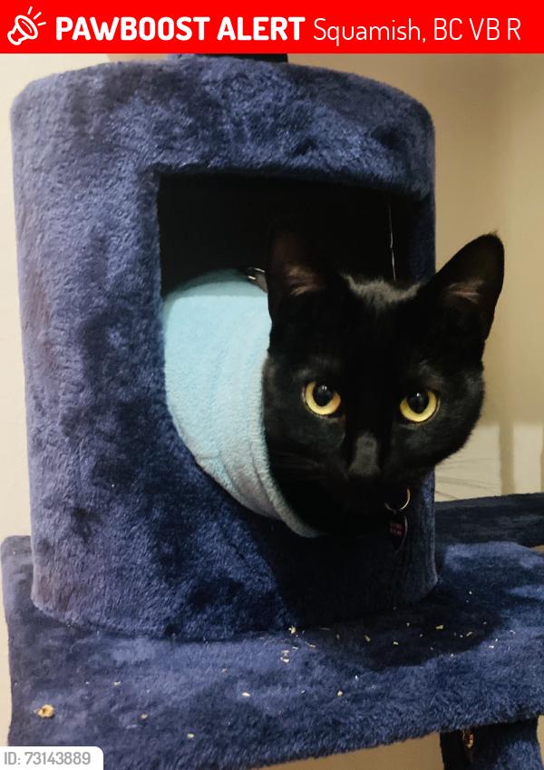 Lost Male Cat last seen Executive Suites Hotel + Resort, Squamish, BC V8B 0R3