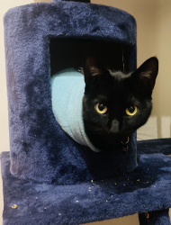 Lost Male Cat last seen Executive Suites Hotel + Resort, Squamish, BC V8B 0R3