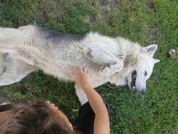 Found/Stray Male Dog last seen Kelly dr, Stockton, CA 95207