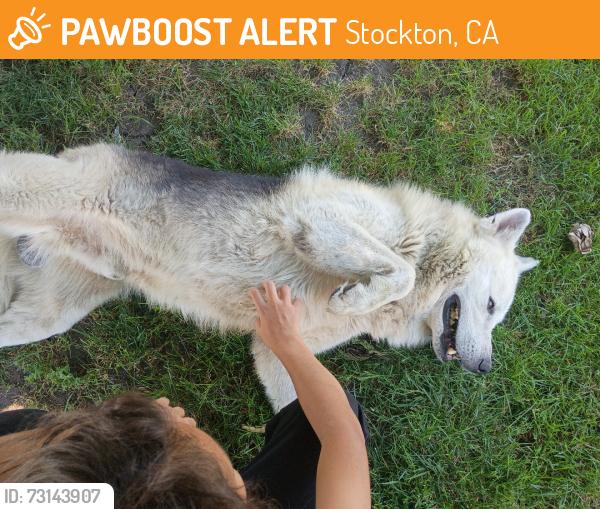 Found/Stray Male Dog last seen Kelly dr, Stockton, CA 95207
