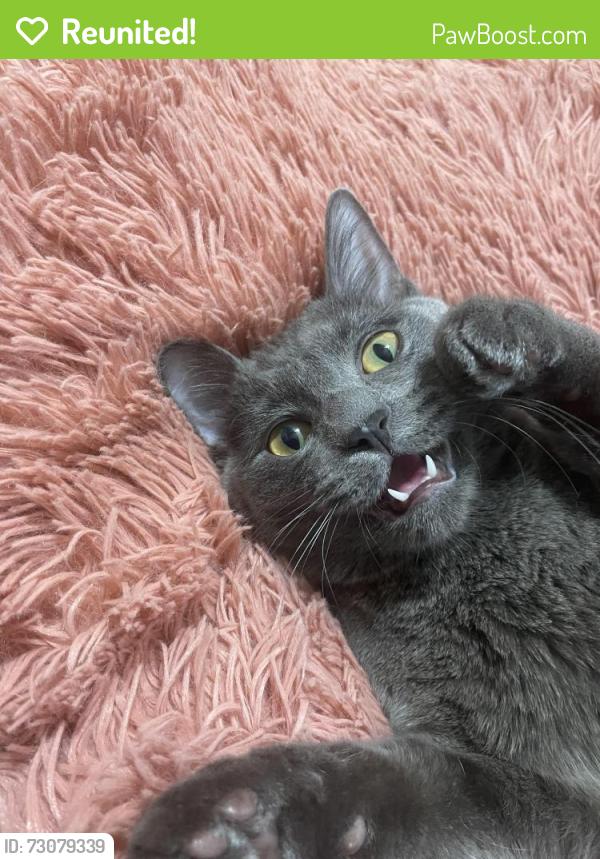 Reunited Female Cat last seen NE sandy blvd, Portland, OR 97220