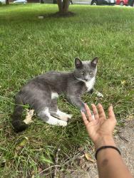 Lost Male Cat last seen Burke rd, Burke, VA 22015