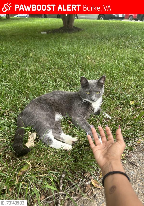 Lost Male Cat last seen Burke rd, Burke, VA 22015