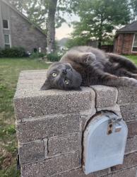 Lost Male Cat last seen Nw expressway, 113th st, Hastings Ave, Yukon, OK 73099
