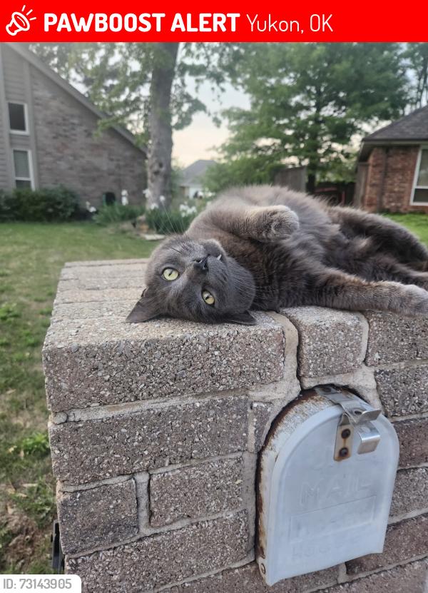 Lost Male Cat last seen Nw expressway, 113th st, Hastings Ave, Yukon, OK 73099