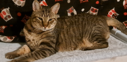 Reunited Male Cat last seen He was last seen near the grassy paths away from the road by Westchester north s & cndmniums near the clbh area that has a pool and small playground near S Lowell BLVD and West Dill rd, Denver, CO 80236