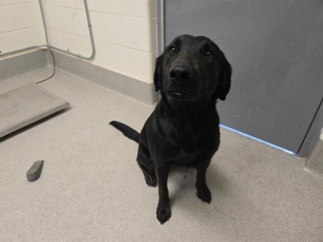 Shelter Stray Female Dog last seen VALLEY & N. FORBS, 11232 B Ave, Auburn, CA 95603, USA