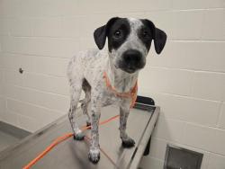 Shelter Stray Female Dog last seen JOHNSON SPRINGVIEW PARK, 11232 B Ave, Auburn, CA 95603, USA