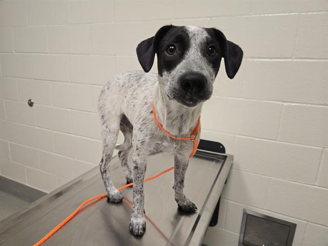 Shelter Stray Female Dog last seen JOHNSON SPRINGVIEW PARK, 11232 B Ave, Auburn, CA 95603, USA