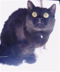Shelter Stray Unknown Cat last seen CHARLOTTE, 8315 Byrum Dr, Charlotte, NC 28217, USA