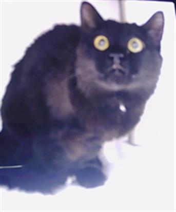 Shelter Stray Unknown Cat last seen CHARLOTTE, 8315 Byrum Dr, Charlotte, NC 28217, USA