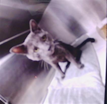 Shelter Stray Unknown Cat last seen CHARLOTTE, 8315 Byrum Dr, Charlotte, NC 28217, USA