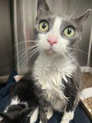 Shelter Stray Female Cat last seen ALAMANCE COUNTY, 221 Stone Quarry Rd, Burlington, NC 27217, USA