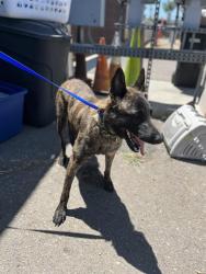 Shelter Stray Female Dog last seen Near BLOCK OF HARBOR DR, 130 Beyer Way, Chula Vista, CA 91911, USA