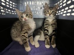 Shelter Stray Male Cat last seen , 957 N Gaffey St, San Pedro, CA 90731, USA