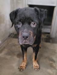 Shelter Stray Female Dog last seen , 14409 Vanowen St, Van Nuys, CA 91405, USA