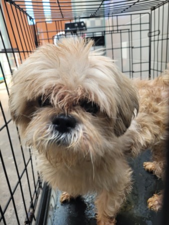 Shelter Stray Male Dog last seen , 957 N Gaffey St, San Pedro, CA 90731, USA