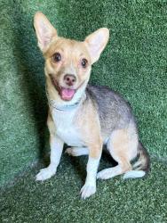 Shelter Stray Female Dog last seen , 5210 W Ave I, Lancaster, CA 93536, USA