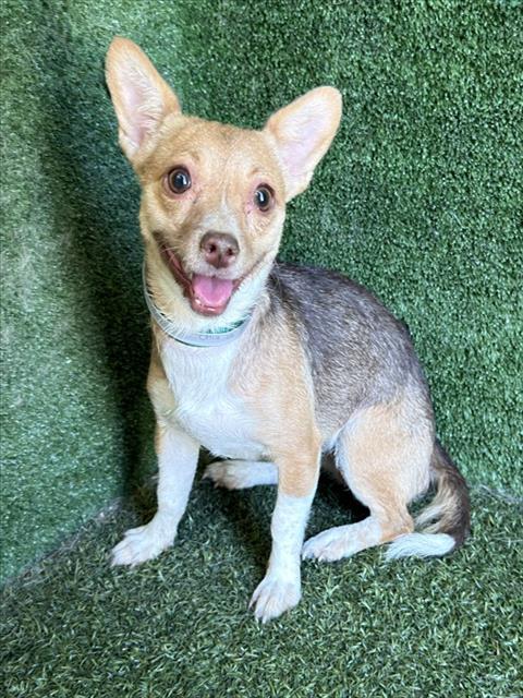 Shelter Stray Female Dog last seen , 5210 W Ave I, Lancaster, CA 93536, USA
