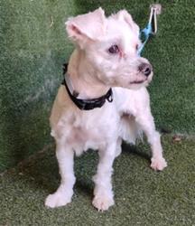 Shelter Stray Male Dog last seen , 5210 W Ave I, Lancaster, CA 93536, USA