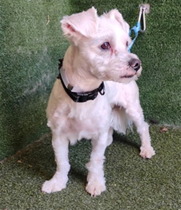 Shelter Stray Male Dog last seen , 5210 W Ave I, Lancaster, CA 93536, USA