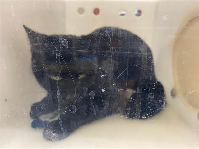 Shelter Stray Female Cat last seen Near BLOCK S 25TH ST, 3839 W Burnham St, West Milwaukee, WI 53215, USA
