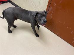Shelter Stray Male Dog last seen Near BLOCK W SILVER SPRING DR, 3839 W Burnham St, West Milwaukee, WI 53215, USA
