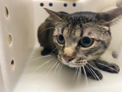 Shelter Stray Male Cat last seen Near BLOCK W SILVER SPRING DR, 3839 W Burnham St, West Milwaukee, WI 53215, USA