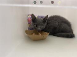 Shelter Stray Female Cat last seen Near BLOCK WEST BRENTWOOD CT, 3839 W Burnham St, West Milwaukee, WI 53215, USA